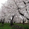 嵐電　桜のトンネル