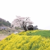 滝桜、小沢の桜に続いて二ツ箭山登山 (滝桜、小沢の桜に続いて二ツ箭山登山)その１