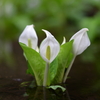 清水に咲く水芭蕉