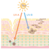 【シワ改善成分最前線】シワ発生メカニズムとその対処方法、シワ改善成分のまとめ