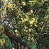 木香薔薇