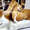 小さい秋とねこねこセンサー