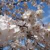 京都 仁和寺の御室桜 開花予想日2020年は？ 例年の見ごろは？