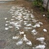 塩の効果