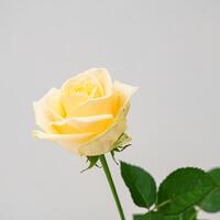 商用利用OKな無料画像RSS