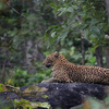 How Is Pench National Park