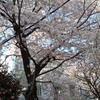 桜満開