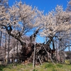 遠い思い出のような､そんな光景　～山高神代桜～