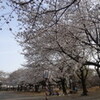 花見　2013　：　鴻巣公園