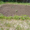 夏に向けて、野菜の苗を植えました