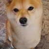 何にも出ないよ、だよ
