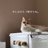 雨田甘夏、通過儀礼です。【猫とタイミングとイニシエーション事情】