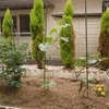 バラ棚を作る
