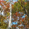 2018年10月19日(金)　和佐又山の巨樹ふれあいルートの秋を堪能！