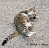 猫媚態　～　猫の盆踊り（邪悪を追い払う）