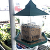 新しい餌場