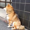 そっぽ向くまねき犬