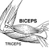 腕の筋肉スイング　第1回　バイセプスとトリセプス