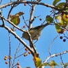 鳥の歌が聴こえたー。