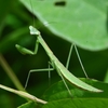 🐞荒川河川敷で昆虫撮影😊