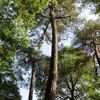 ２０２３／０５／１７　井の頭公園