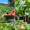 小暑・蓮始開(はすはじめてひらく)の今日，鶴岡八幡宮の源平池に，ハスの花を見に行って来ました．餌をもらおうとよってくる鯉たちの先一面のハスにはかなりの花が咲いていて見応えあり．特に旗上弁才天の橋から見るハスは紅白揃っていて見事．なお，今年の蓮の開花は，先日，私が訪れた6月21日少し前かと思います．「蓮始開」はずれてしまいましたが，あと一ヶ月は楽しめるのでは？　　付録表「ハスとスイレンの比較」