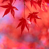 鮮やかな紅モミジ：岩瀬スポーツ公園