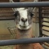 とくしま動物園