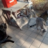 猫たちのごはん事情