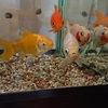 四匹になって初水換えの金魚水槽