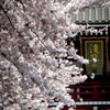 #浅草寺と、桜