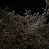 夜桜ラン