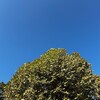 クマが酷いことになっている