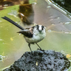 水場に立ち寄る小鳥たち＂キビタキ＂＂ノジコ＂＂アカハラ＂など　　　野鳥撮影《第561回》