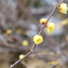 1月 冬の花散歩 : 関東1月に咲く花（ボケ / ハボタン / 水仙 / 梅 )