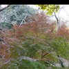 秋の日の散歩は楽しいです