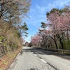 渋峠雪の回廊を見に