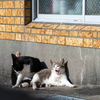 隣市南離島のねこさん