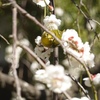 春の陽気の中へ藤沢の常立寺にウメジロー探し