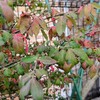 紅葉し始めたニシキギ