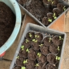 白菜の苗：培養土作り