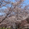 都立舎人公園でのお花見