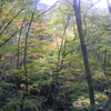 青葉山の森