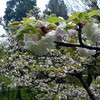 昨夜は確か....　雨が降っていた。　雨上がりの花は美しい。