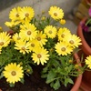【ガーデニング】春の鉢植え7選・・・