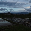 雨上がりの庭、朝撮りの花たち・・・