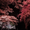 夜桜