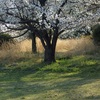 夕刻の桜