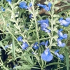 サルビア・アズレア（スカイブルーセージ）🔵🍃