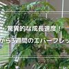 【驚異的な成長速度】エバーフレッシュの剪定から3週間、どこまで成長した？